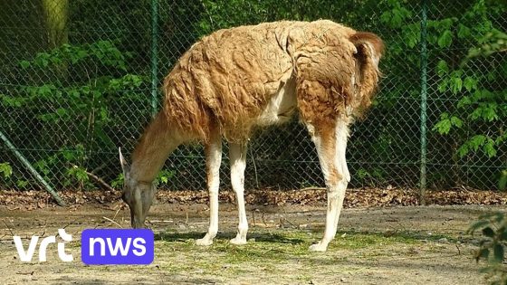 Eigenaar van honden die 2 lama's doodbeten in Planckendael, moet bijna 12.000 euro schadevergoeding betalen