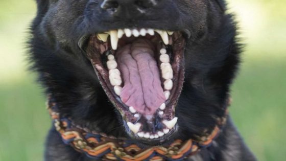 Honden richten bloedbad aan in Planckendael: Eigenaar moet pak geld ophoesten