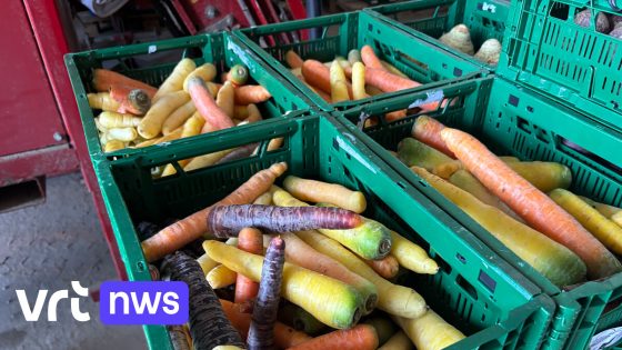 Bioboeren Pieter-Jan en Maarten uit Sint-Margriete zoeken kopers voor 6 ton 'lelijke' wortels
