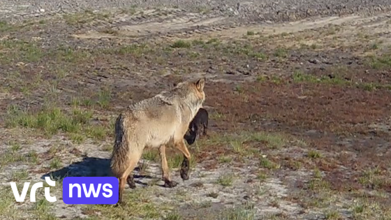 Nieuwe welpen in de roedel Hechtel-Eksel: wolvin Noëlla heeft minstens 2 jongen