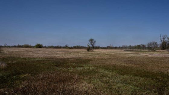 En we blijven maar waardevol moerasgebied droogpompen