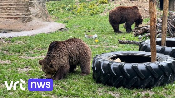 Berenwelpjes krijgen afscheidsfeest in De Zonnegloed in Vleteren, in West-Vlaanderen, voor ze naar Engeland verhuizen