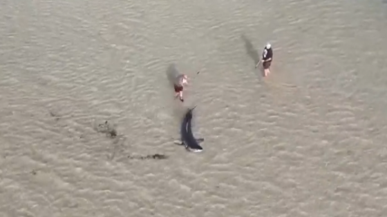 Great white shark stranded in shallow water in Australia rescued by locals — with an assist from an 11-year-old boy
