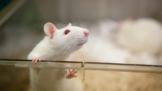 A white lab rat lifts its head above the rim of a plastic container.