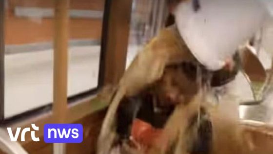 Parket eist 42 maanden cel voor Brusselse Youtuber die uitwerpselen over tramreizigers giet