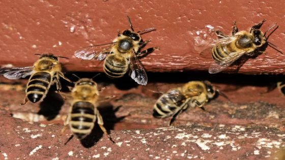 On Tuesday, the Bees Get Their Day