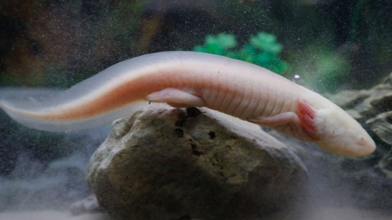 Captive-bred axolotls thrive in Mexican wetlands, researchers find : NPR