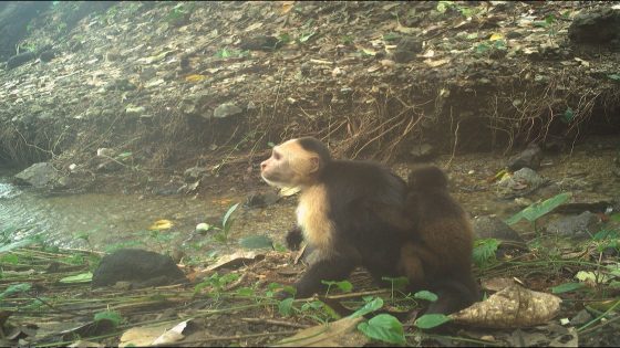 A young male white-faced capuchin carries a baby howler monkey on its back, captured by a remote camera trap on Jicarón Island