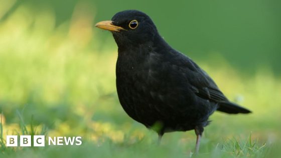 Mosquito-borne killer disease threatens blackbirds
