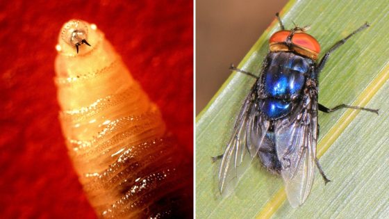 'Devastating pest' outbreak isn't in Missouri, but risks are growing