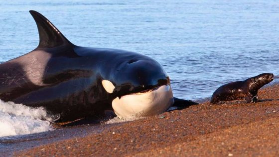 An Orca Chasing A Seal