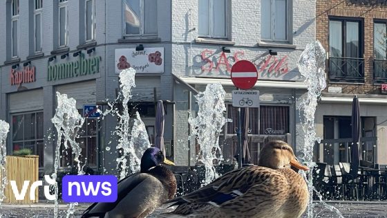 Eendenkoppel Kwak en Boemel schuimen terrasjes af op markt Poperinge: "Geef ze wel geen brood"