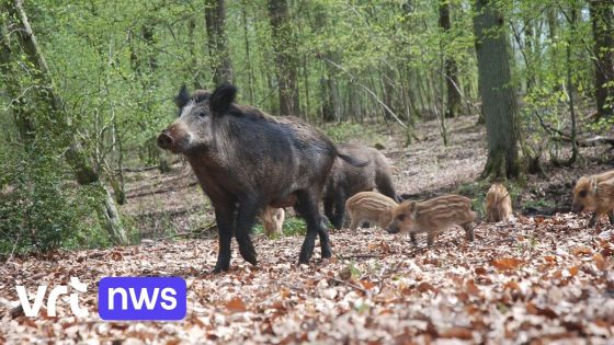 Expert ontkracht mythes over "uitgezette" en "agressieve" everzwijnen in Vlaanderen