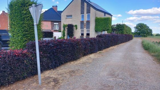 Gezin dakloos na zware brand in Eisden: “Pas gerenoveerd en nu zijn we alles kwijt”