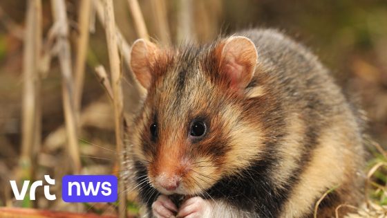 Vlaamse regering veroordeeld voor uitsterven wilde hamster: "Overwinning voor de natuur" - VRT