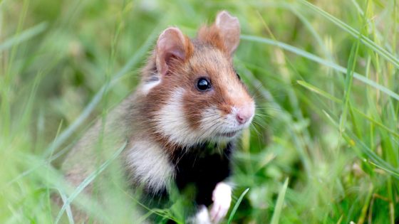 Vlaamse regering is mee verantwoordelijk voor het uitsterven van de wilde hamster: “Historische overwinning voor de natuur”