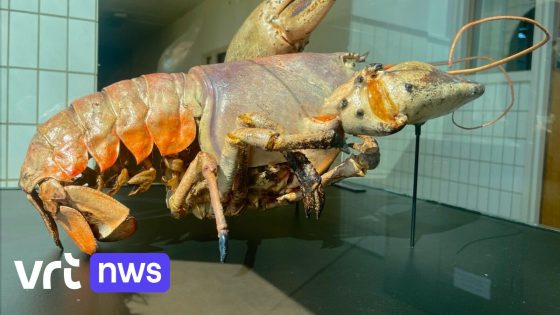 Reuzenkreeft Wesley uit Blankenberge krijgt tweede leven in Koninklijk Belgisch Instituut Natuurwetenschappen