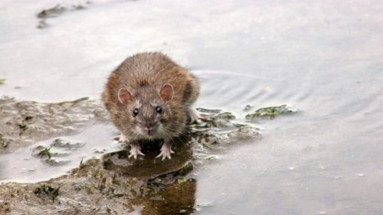 Helft van de ratten in onze tuin sterft niet meer na eten van vergif