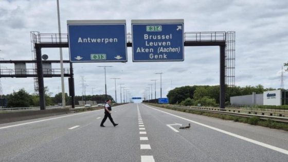 Hartverwarmend tafereel op E313: politie legt verkeer even stil om moedereend en haar kuikens te laten oversteken (Lummen)