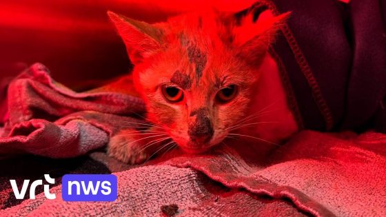 Katje in waterput in Bekkevoort raakt harten: extra giften voor vzw die Koekie verzorgt