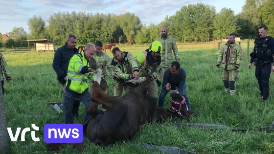 Paard in Vilvoorde raakt vast in schrikdraad en valt in beek: brandweer kan merrie bevrijden
