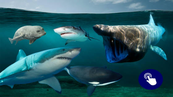 Jaws in de Noordzee? Niet voor morgen, maar als het gebeurt, is het goed nieuws - Het Nieuwsblad