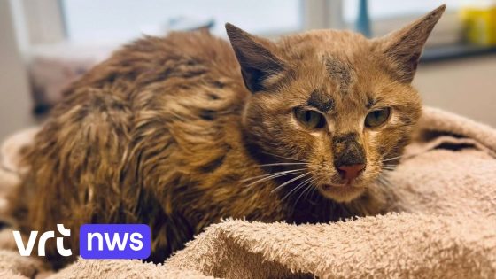 Kat Koekie overleeft val van 20 meter in waterput in Bekkevoort: "Een echt mirakel" - VRT