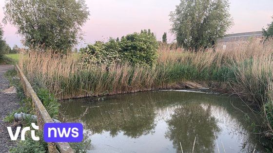 Langemark verbiedt boeren water op te pompen uit bufferbekken na vissterfte: "Ze hebben te diep gepompt"