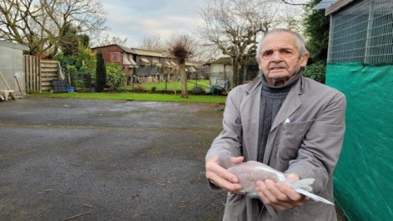 Bende duivendieven opgerold: Willy (89) is in de wolken nu prijsduif ‘King Marseille’ terug is: “Ze zit op een geheime plaats om opnieuw te kweken” - Het Nieuwsblad