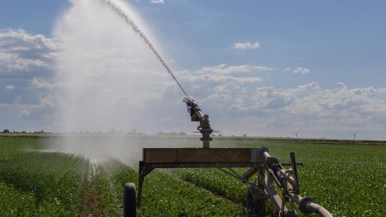 Natuur en landbouw in Limburg kreunen onder extreme droogte: “Nu beregenen of oogst gaat verloren” - HBVL