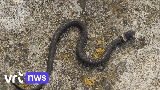 Man uit Mechelen vindt ringslang van meer dan 1 meter in garage, Natuurpunt zet het dier uit in Mechels Broek
