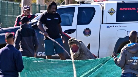 Large elephant seal found lumbering along a South African street