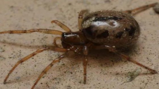 Mediterrane spinnensoort met tandkaken duikt voor eerst op aan Belgische kust