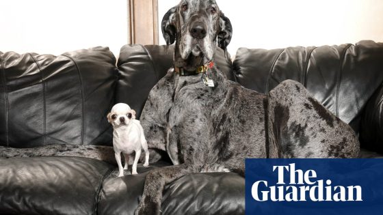 Huge hound and pocket-sized pup: meet-and-sniff with world’s tallest and smallest dogs | Idaho