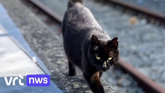 Krijgt vermiste stationskat Joske eigen muurschildering aan station in Leuven? "Ze werd zelfs genoemd in de opleiding van het personeel"