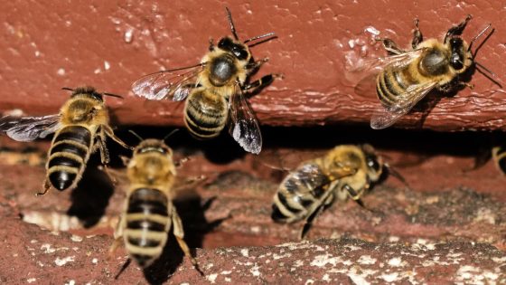 On 'World Bee Day,' the bees did not seem bothered. They should be