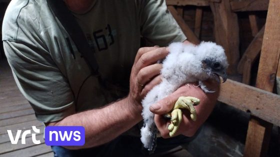 Slechtvalk halveert duivenpopulatie aan Sint-Sulpitiuskerk Diest: "Belangrijk voor biodiversiteit, maar duivenmelkers zijn niet gerust"