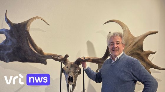 Prehistorisch hertengewei geraakt niet verkocht bij Gents veilinghuis: "23.000 euro is te weinig" 