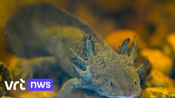 Hoop voor met uitsterven bedreigde axolotl in Mexico: uitgezette exemplaren overleven in het wild