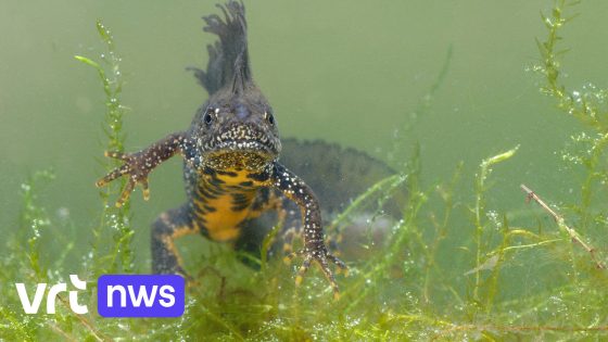 Zeldzame kamsalamanders in de tuin: Regionaal Landschap Pajottenland en Zennevallei roept inwoners op poelen aan te leggen