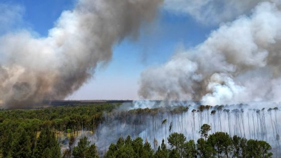Forest Loss Around the World Hit a Record in 2024