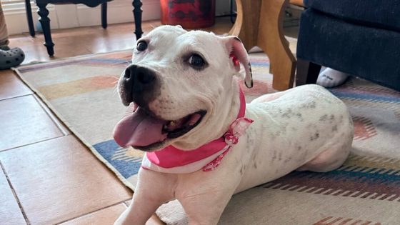 I helped a lost dog’s AirTag ping its owner: An ode to replaceable batteries