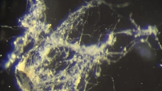 Scientists Discover New Bacteria That Conduct Electricity Like a Wire : ScienceAlert