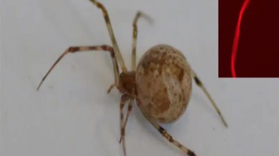 World's First CRISPR-Edited Spiders Shoot Fluoro Red Silk From Their Butt : ScienceAlert