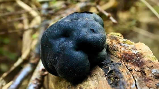 Stromatic Pyrenomycetous Fungi In The Uk