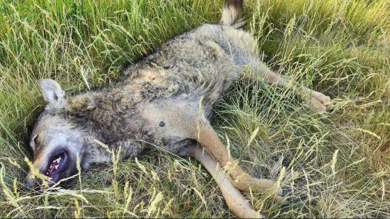Zwervende wolf doodgereden op Noord-Zuidverbinding - dier ook in Lommel gesignaleerd