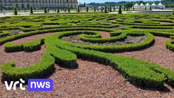 Roeselaarse boomkwekerij Willaert levert 112.000 buxussen aan de tuinen van Versailles: "Enorme eer"