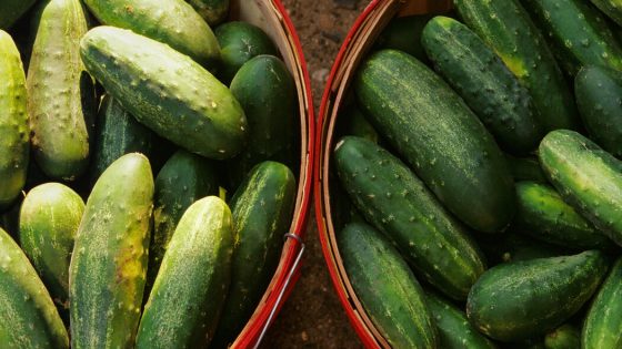 Salmonella Outbreak Linked to Cucumbers Sickens 45 People