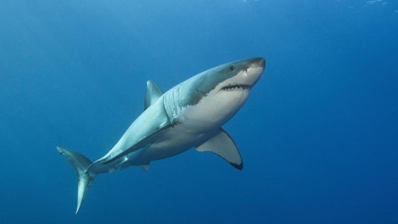Haai gespot vlak bij Belgische grens: zwemmers bevolen om water te verlaten