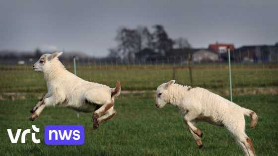 Diefstal van schapen en geit in Asse: "Jaarlijks fenomeen in aanloop naar Offerfeest"